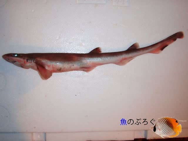 深海魚標本ヤモリザメ 深海魚13.ヤモリザメ - 魚のぶろぐ