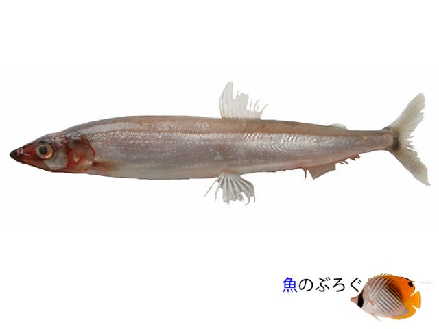 カラフトシシャモ - 魚のぶろぐ