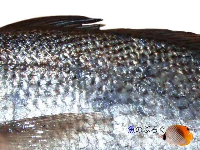 ニベ - 魚のぶろぐ