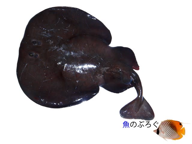 ヤマトシビレエイ - 魚のぶろぐ