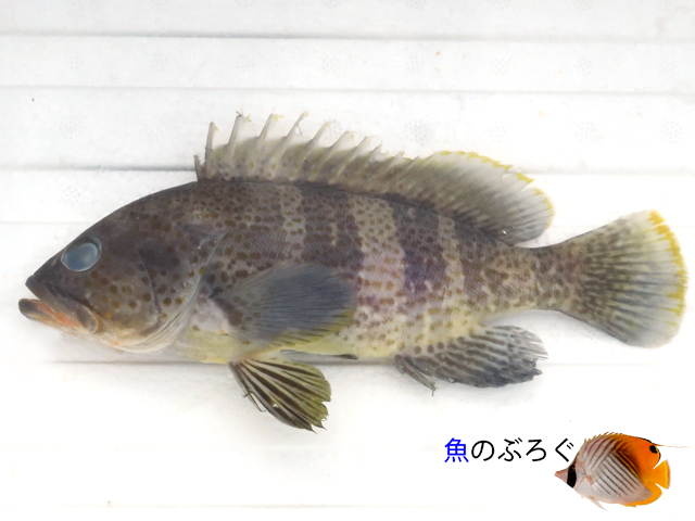 アオハタ - 魚のぶろぐ