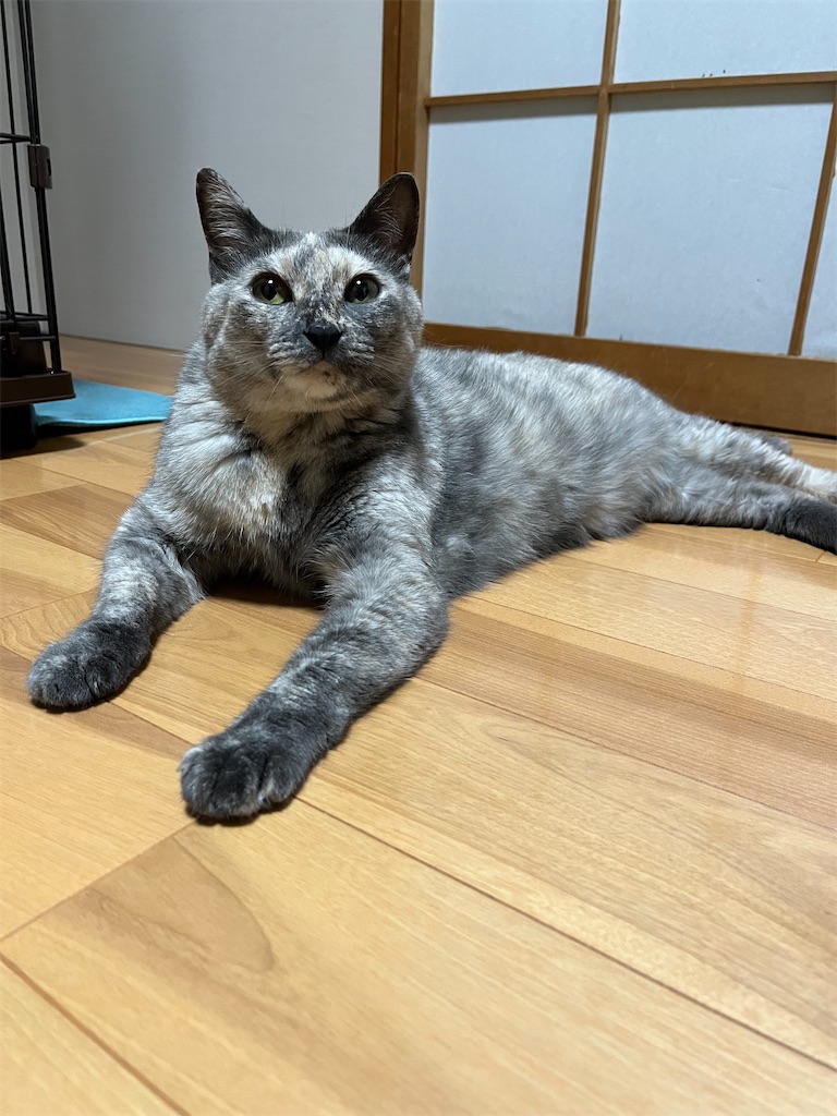 f:id:SHIMOTAYA:20240705194946j:image