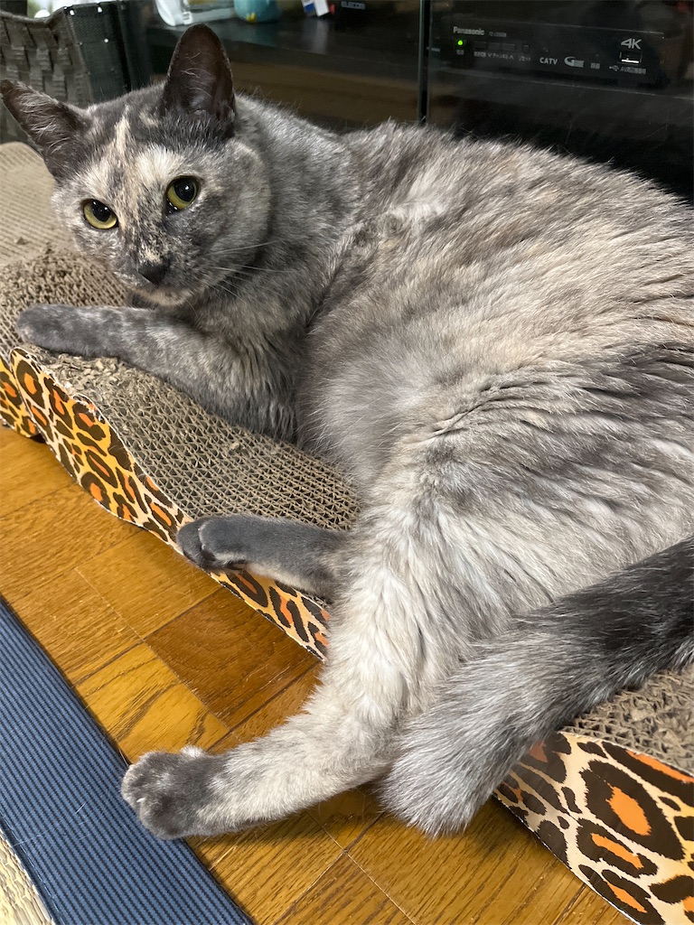 f:id:SHIMOTAYA:20240713220658j:image