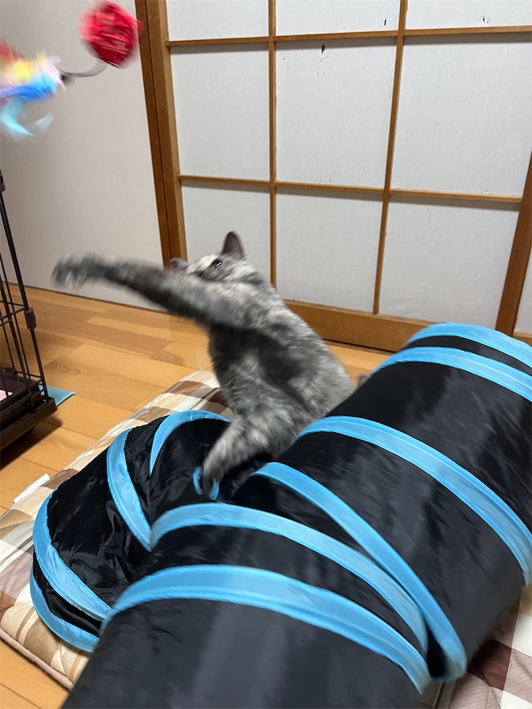 f:id:SHIMOTAYA:20240813193616j:image