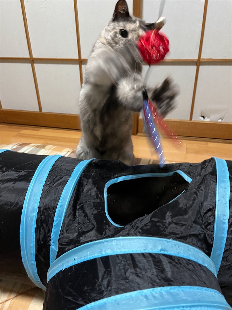 f:id:SHIMOTAYA:20240813193701j:image