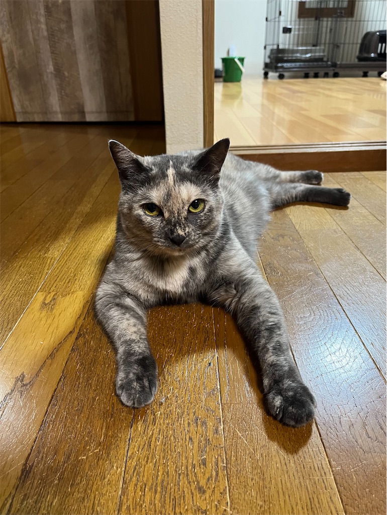 f:id:SHIMOTAYA:20240813194545j:image
