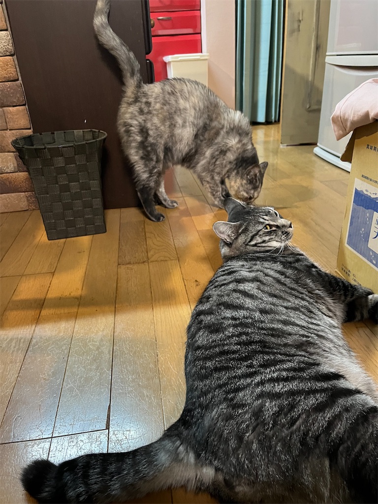 f:id:SHIMOTAYA:20241111212023j:image