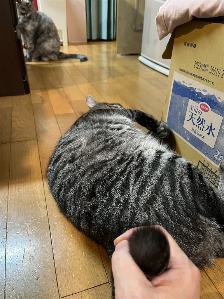 f:id:SHIMOTAYA:20241111212115j:image