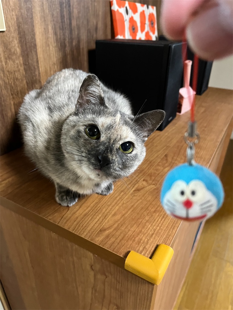 f:id:SHIMOTAYA:20250304185341j:image