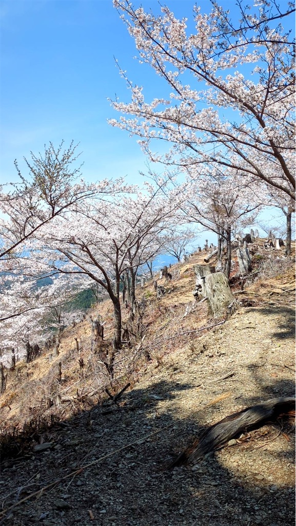 f:id:SHIMOTAYA:20250412205522j:image