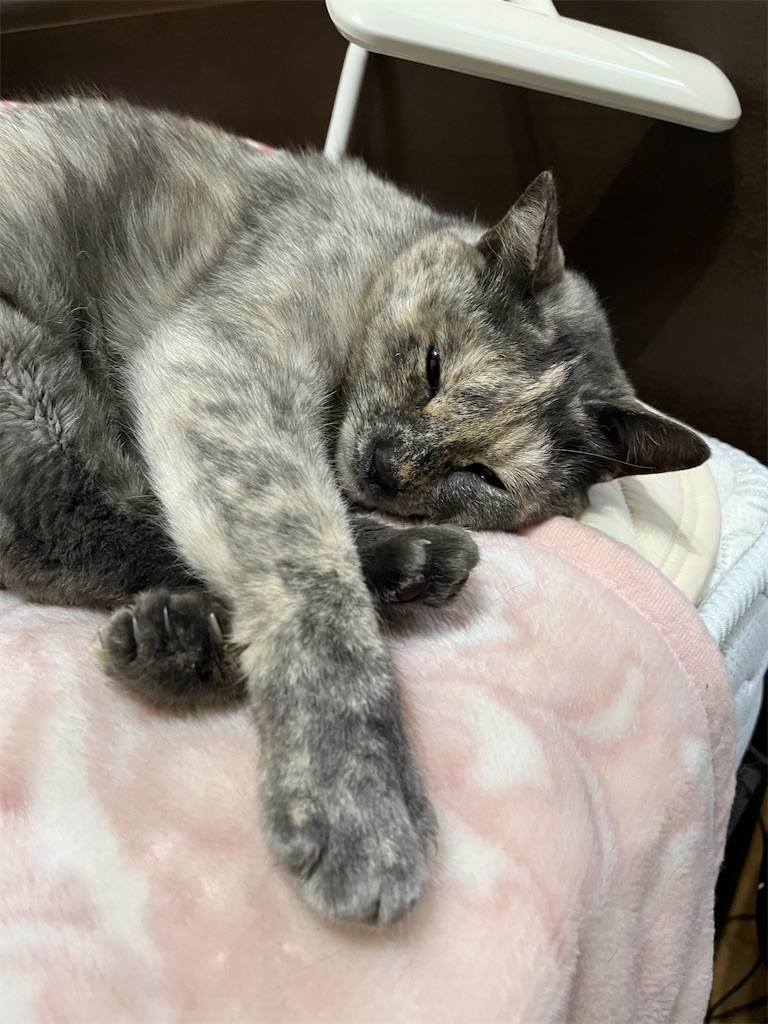 f:id:SHIMOTAYA:20250413203137j:image f:id:SHIMOTAYA:20250413203137j:image