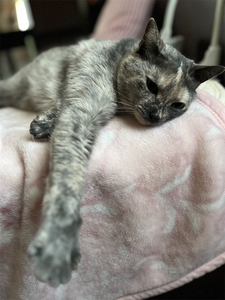 f:id:SHIMOTAYA:20250426224128j:image