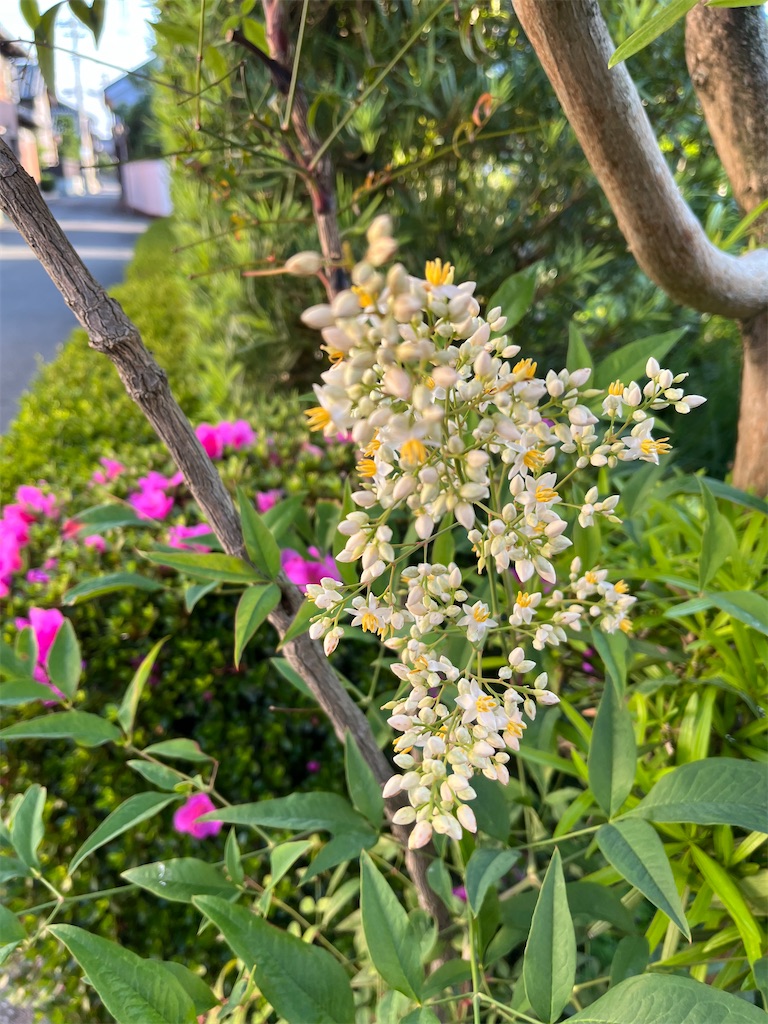 f:id:SHIMOTAYA:20250604185805j:image