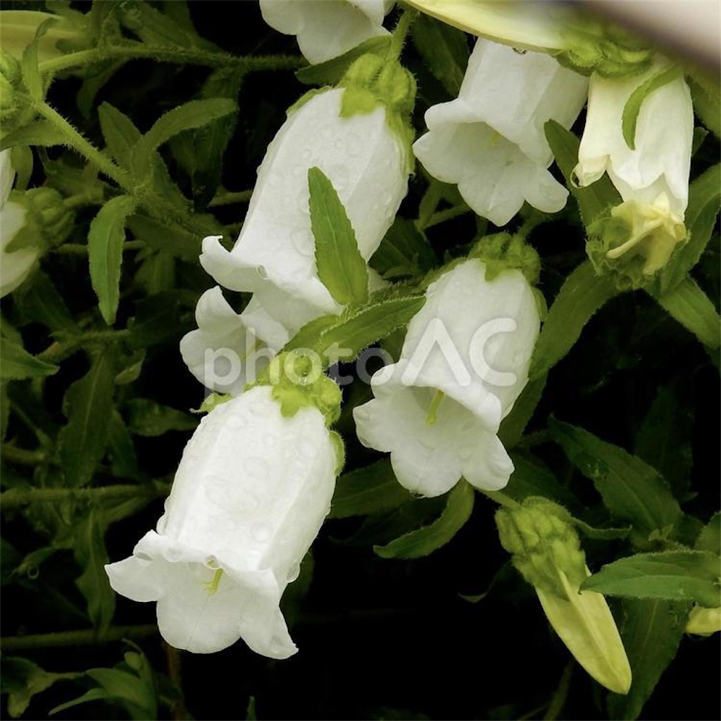 f:id:SHIMOTAYA:20250605200908j:image