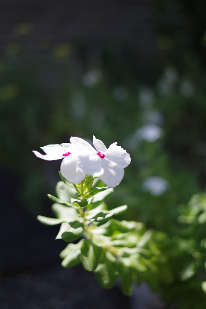 f:id:SHIMOTAYA:20250919194122j:image