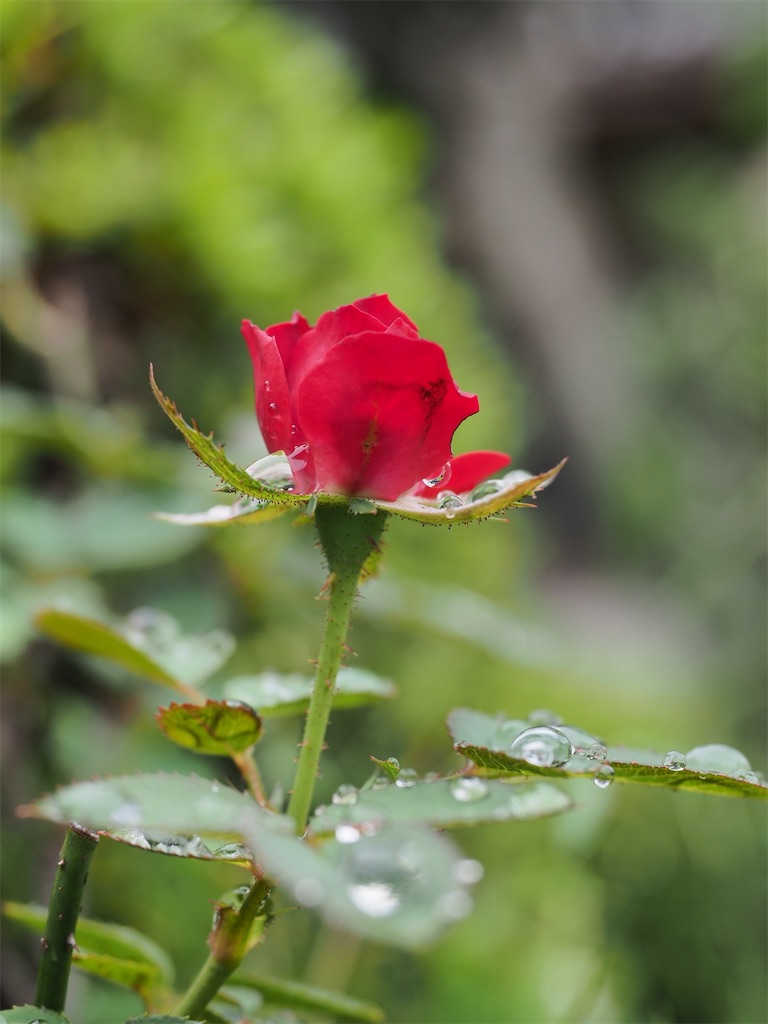 f:id:SHIMOTAYA:20250920191033j:image