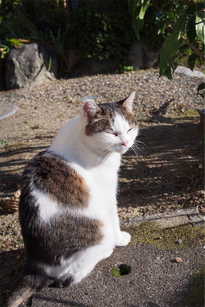 f:id:SHIMOTAYA:20251108192612j:image