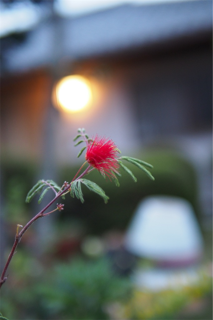 f:id:SHIMOTAYA:20251108192822j:image
