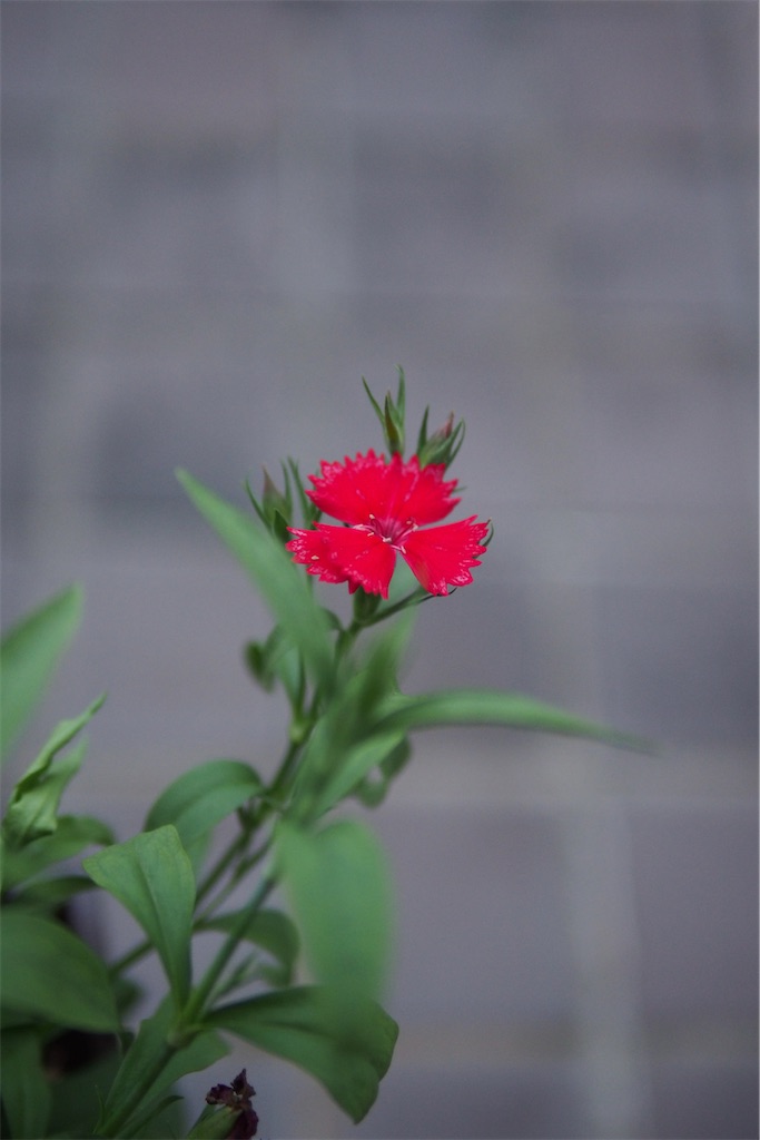 f:id:SHIMOTAYA:20251108192825j:image