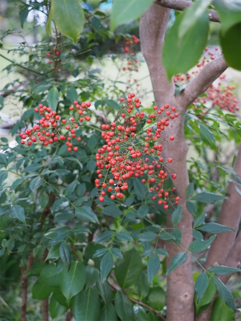 f:id:SHIMOTAYA:20251115185139j:image f:id:SHIMOTAYA:20251115185139j:image