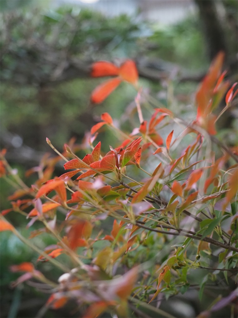 f:id:SHIMOTAYA:20251115185142j:image f:id:SHIMOTAYA:20251115185142j:image