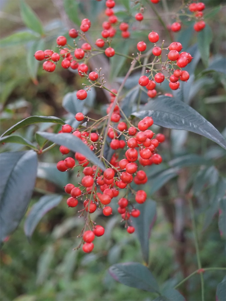 f:id:SHIMOTAYA:20251115185149j:image f:id:SHIMOTAYA:20251115185149j:image