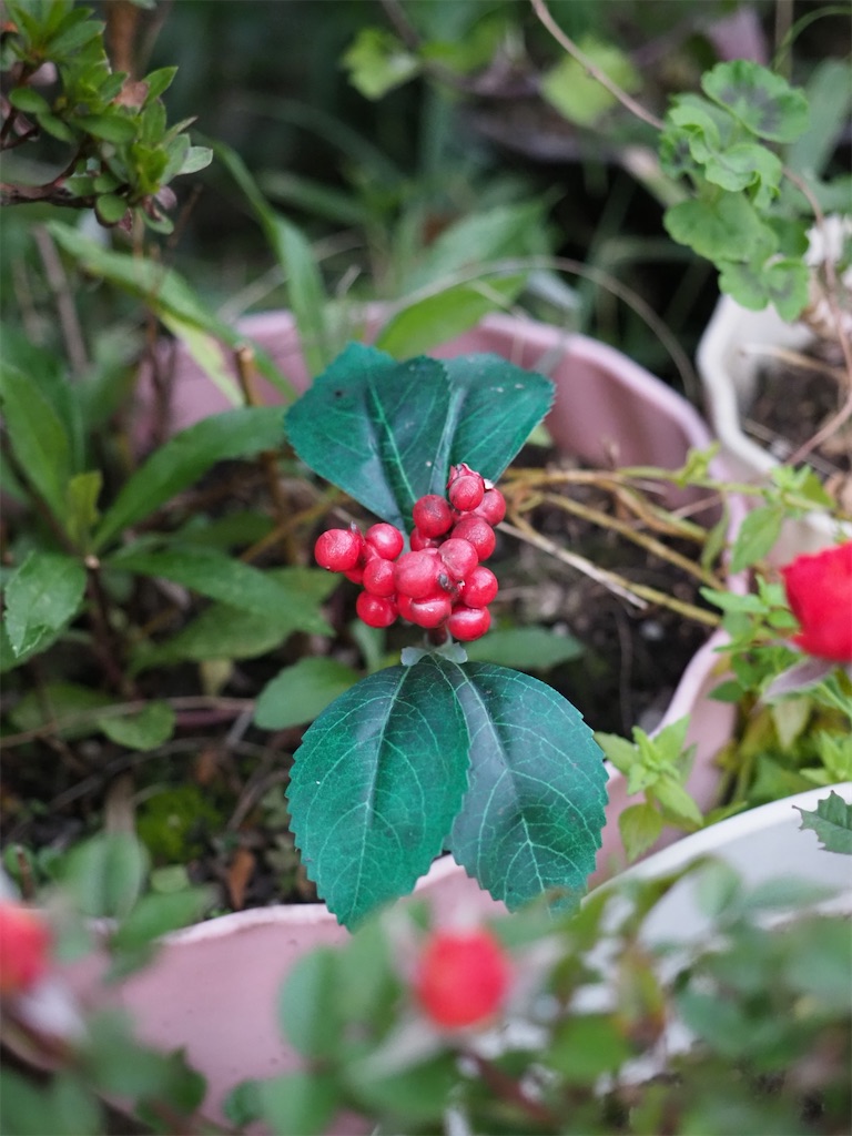 f:id:SHIMOTAYA:20251115185351j:image f:id:SHIMOTAYA:20251115185351j:image