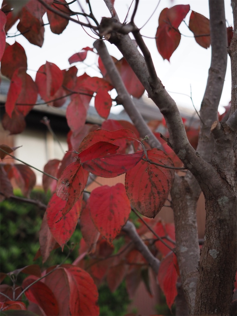 f:id:SHIMOTAYA:20251115185354j:image f:id:SHIMOTAYA:20251115185354j:image