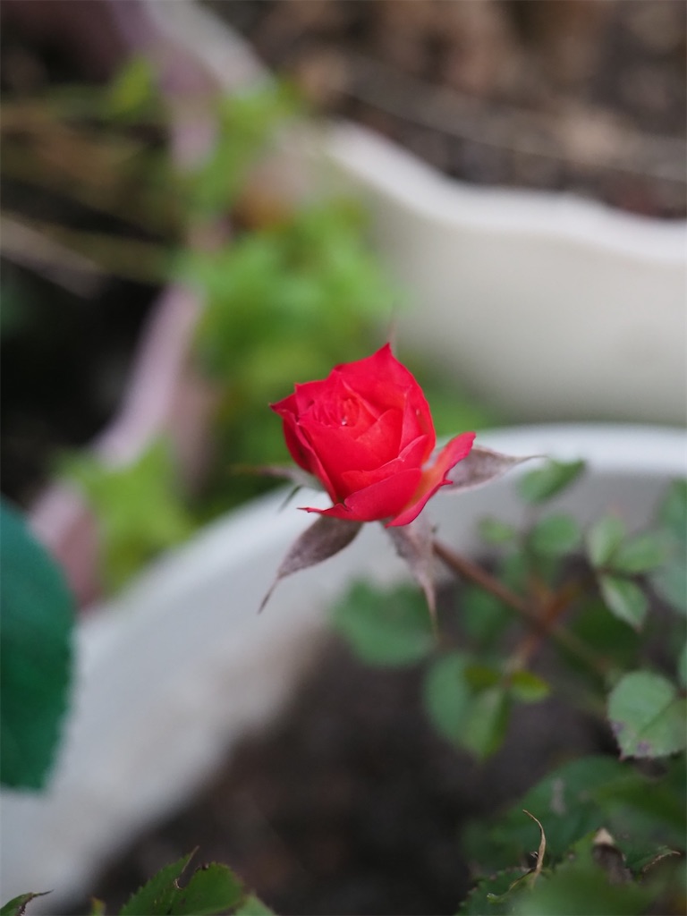 f:id:SHIMOTAYA:20251115185448j:image f:id:SHIMOTAYA:20251115185448j:image