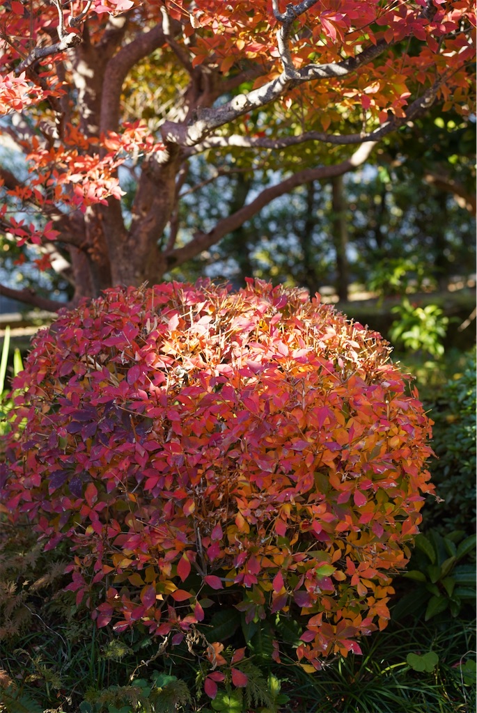 f:id:SHIMOTAYA:20251207194635j:image
