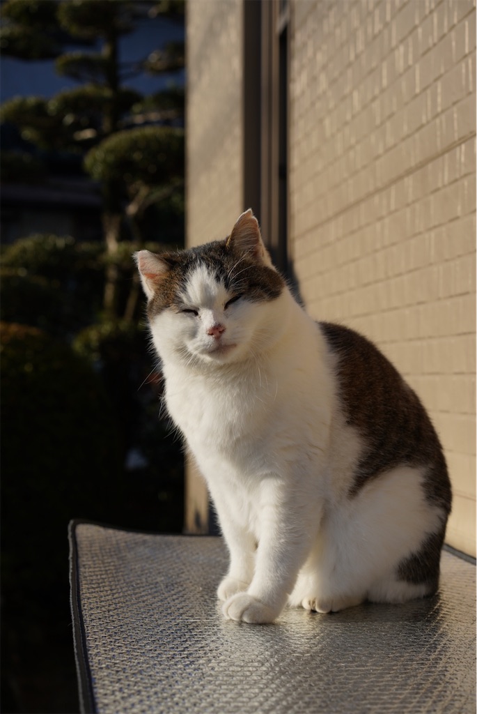 f:id:SHIMOTAYA:20251207194638j:image