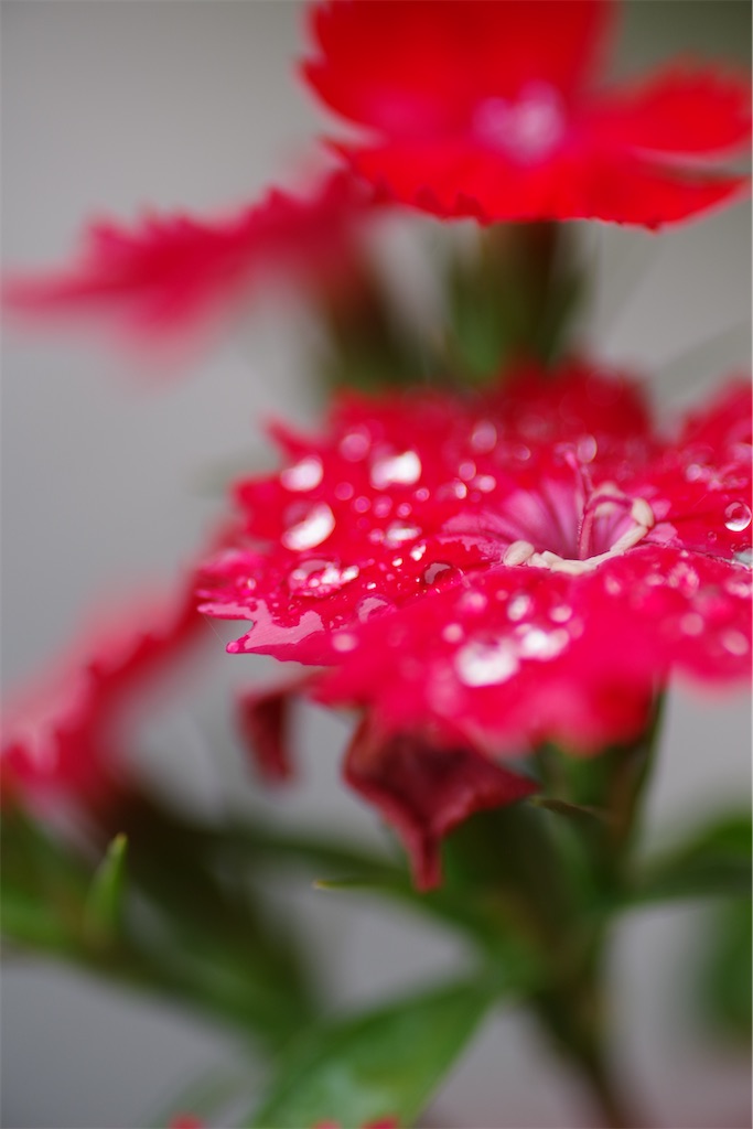 f:id:SHIMOTAYA:20251221210057j:image