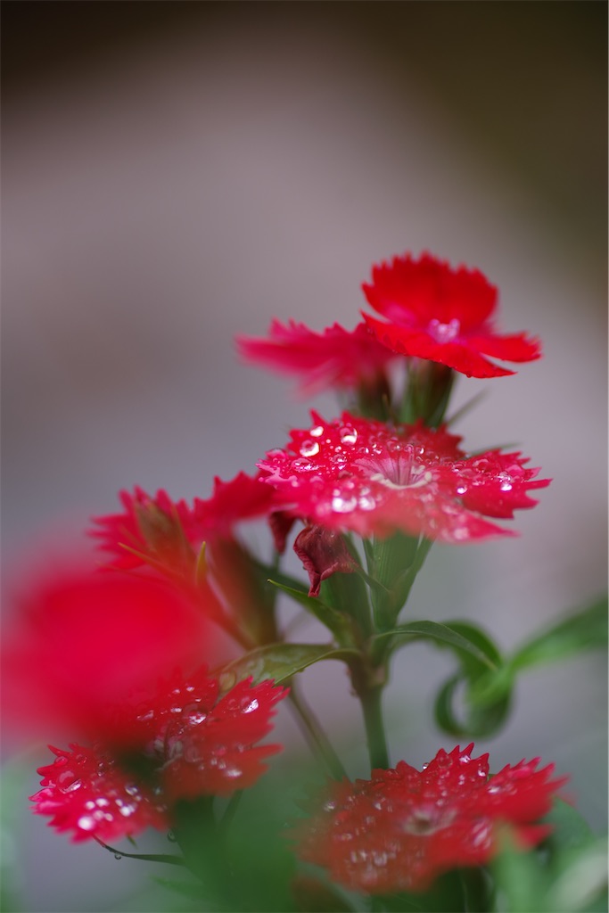 f:id:SHIMOTAYA:20251221210100j:image