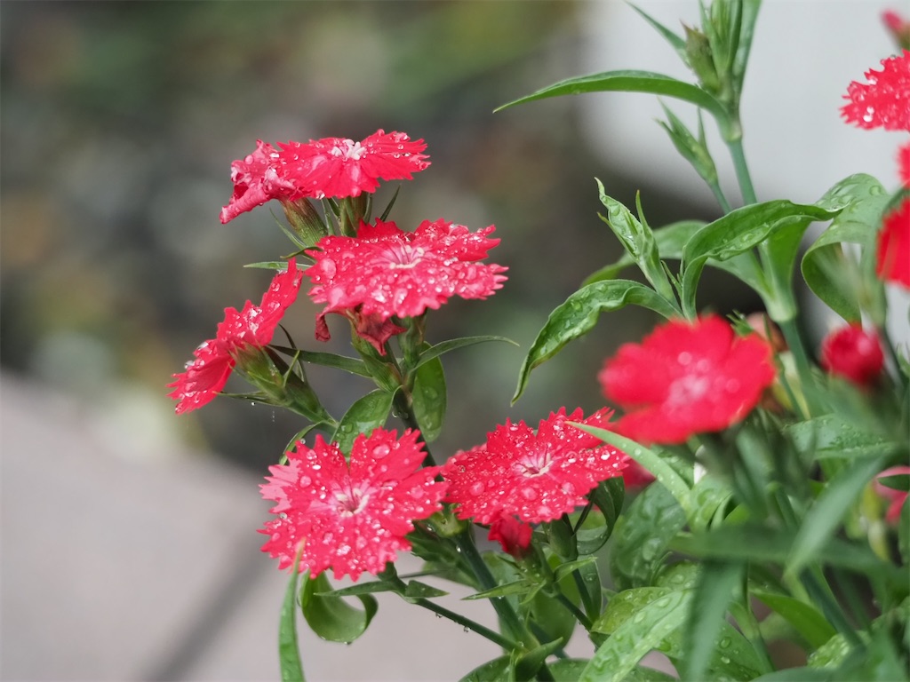 f:id:SHIMOTAYA:20251224190531j:image f:id:SHIMOTAYA:20251224190531j:image