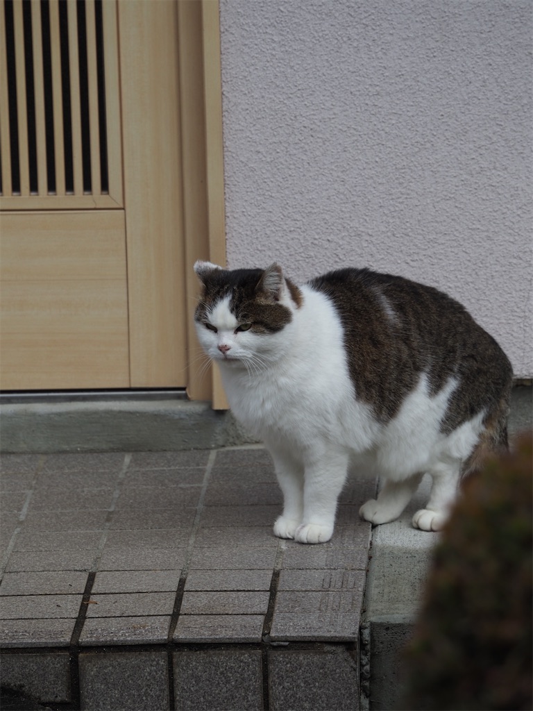f:id:SHIMOTAYA:20251226210736j:image