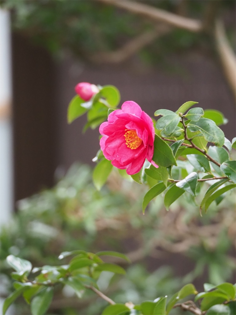 f:id:SHIMOTAYA:20251226211639j:image