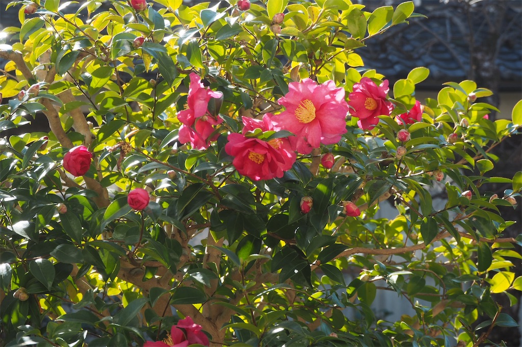 f:id:SHIMOTAYA:20251228185309j:image