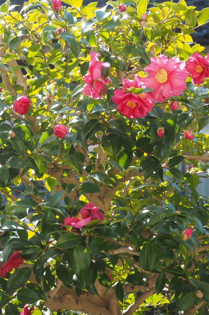 f:id:SHIMOTAYA:20251228185322j:image