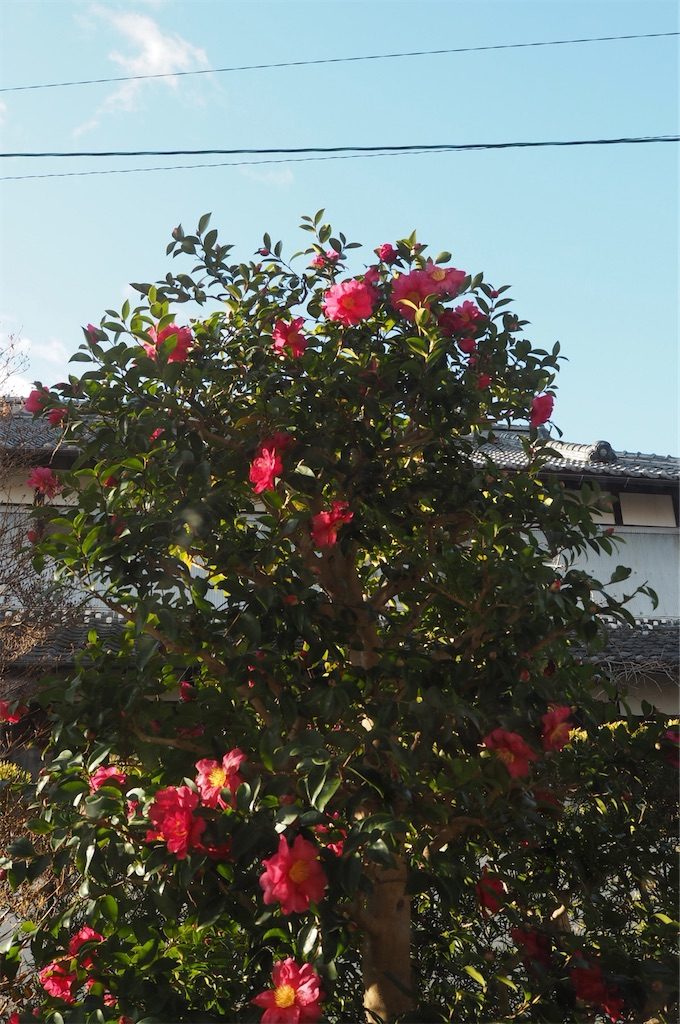 f:id:SHIMOTAYA:20260102174226j:image