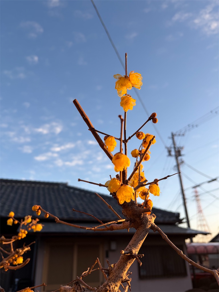 f:id:SHIMOTAYA:20260121144848j:image