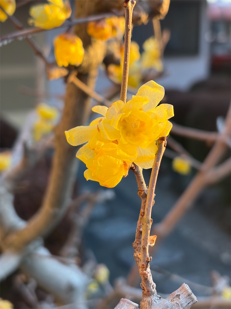 f:id:SHIMOTAYA:20260121144854j:image