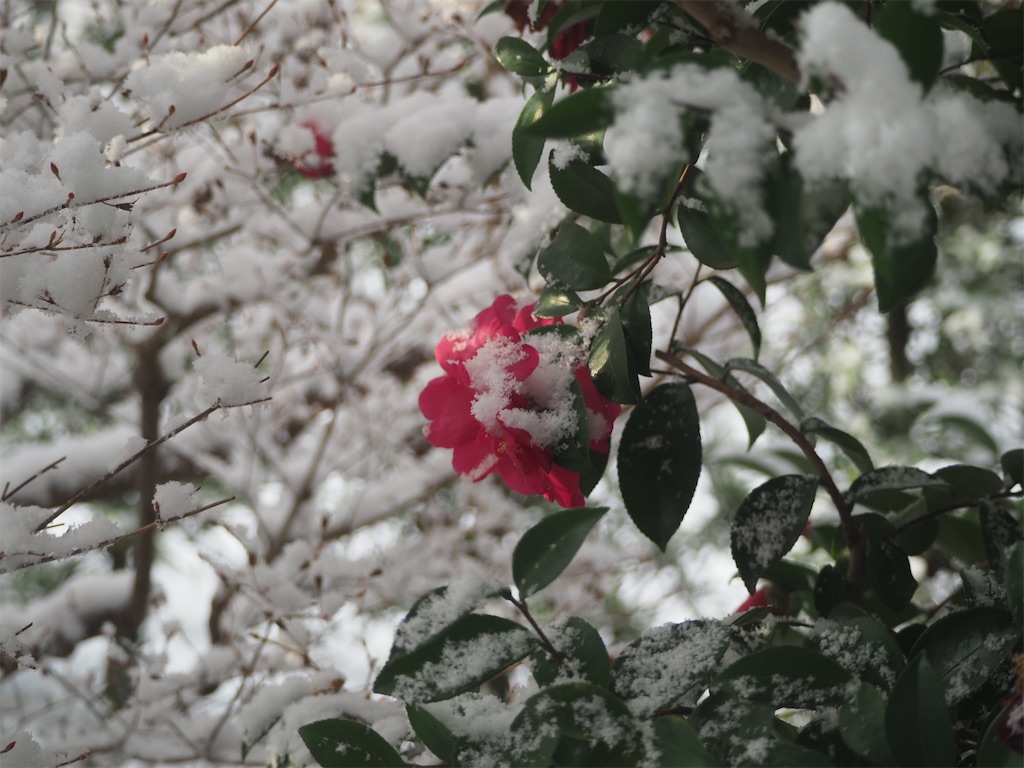 f:id:SHIMOTAYA:20260125193335j:image
