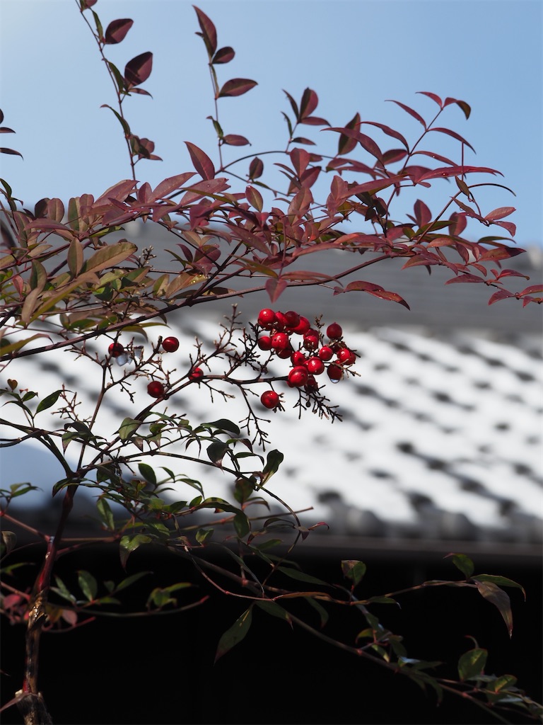 f:id:SHIMOTAYA:20260125193629j:image