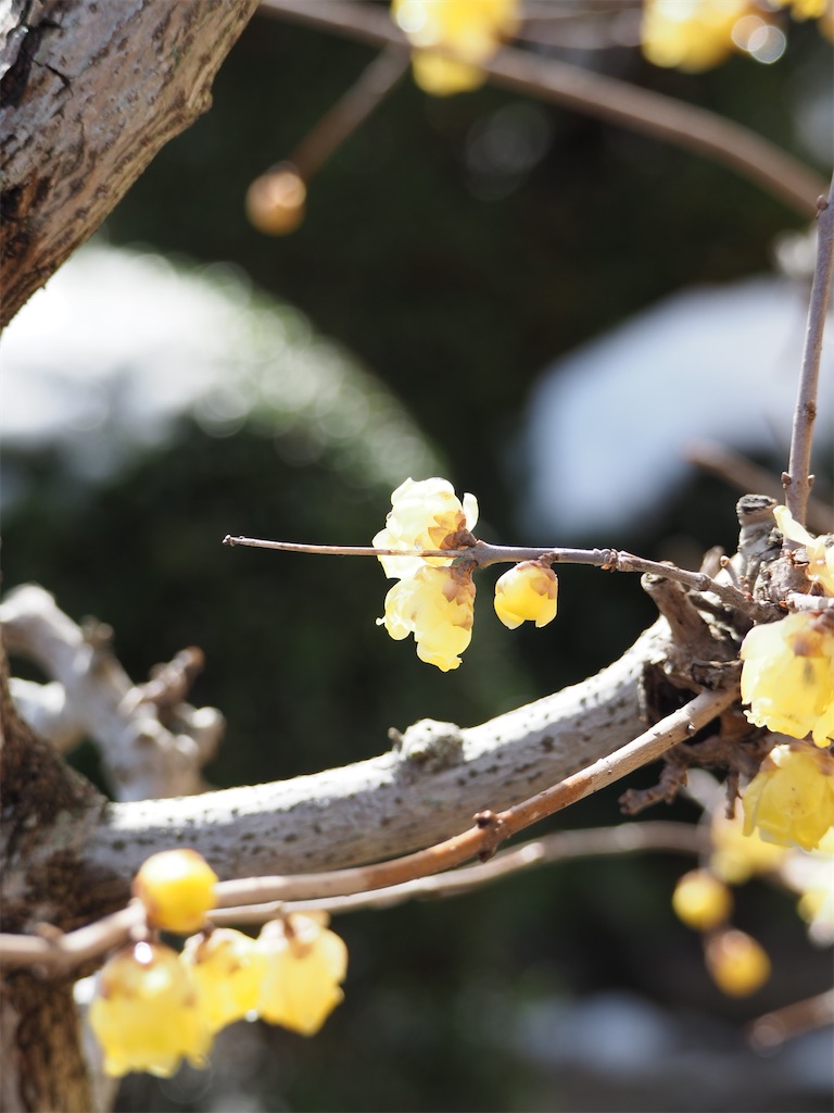 f:id:SHIMOTAYA:20260125193636j:image