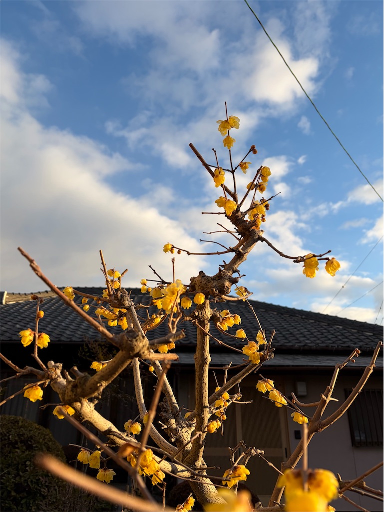 f:id:SHIMOTAYA:20260129180839j:image