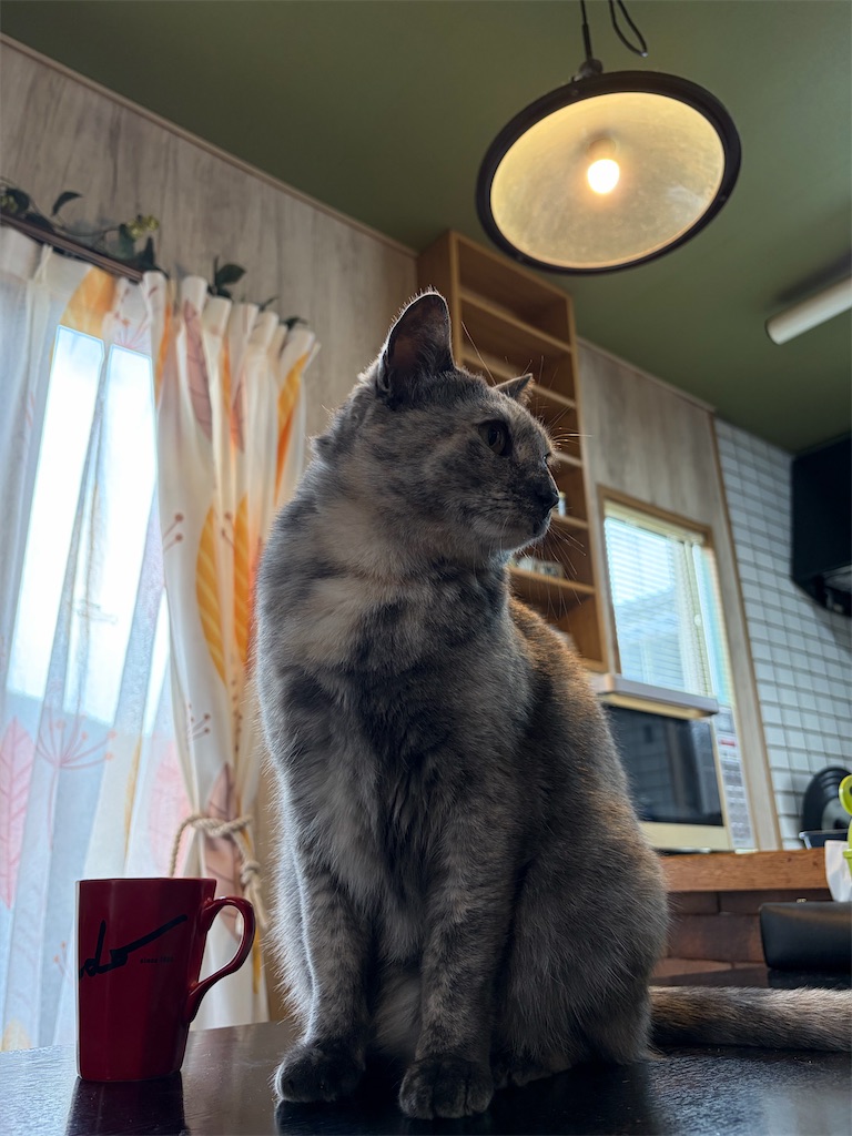f:id:SHIMOTAYA:20260201200225j:image