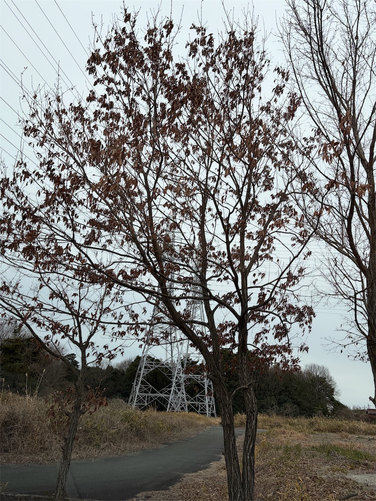 f:id:SHIMOTAYA:20260207191246j:image