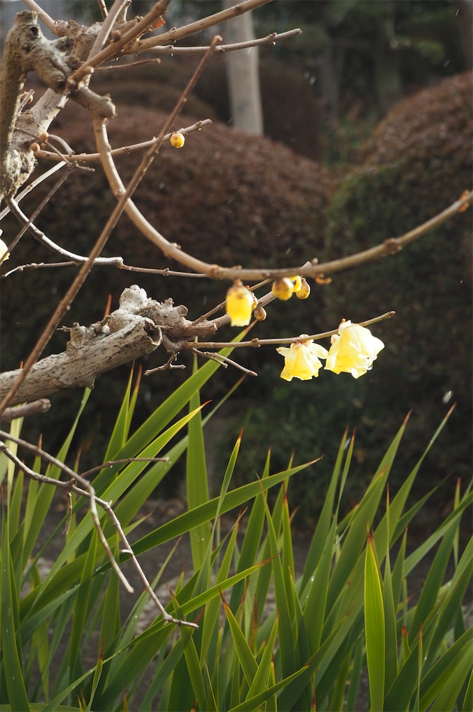 f:id:SHIMOTAYA:20260208183147j:image