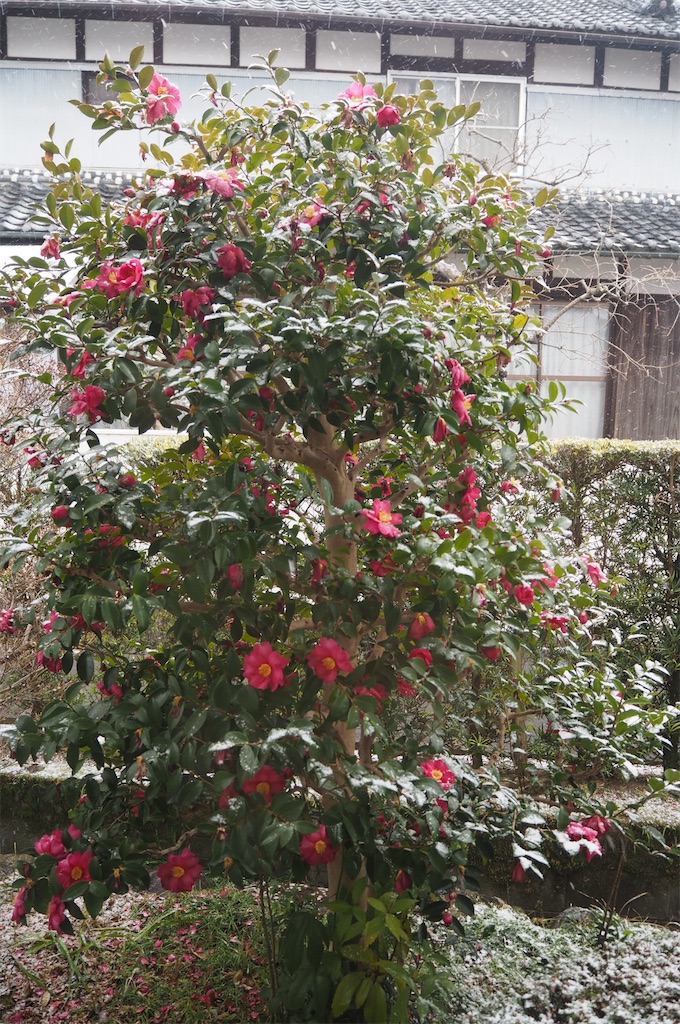 f:id:SHIMOTAYA:20260208183812j:image