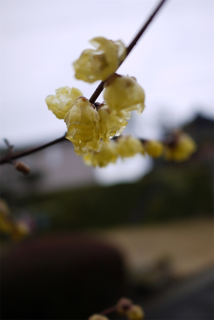 f:id:SHIMOTAYA:20260211182952j:image f:id:SHIMOTAYA:20260211182952j:image